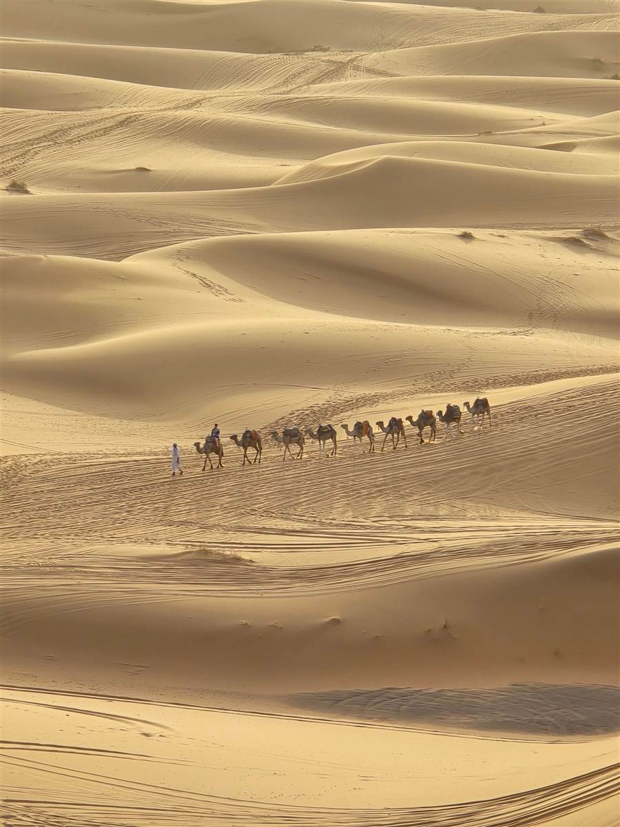 Zagora camel caravan desert camp Morocco